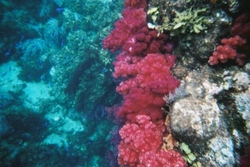 ストロベリー珊瑚.jpg